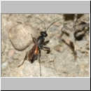 Arachnospila anceps - Wegwespe w005b 7mm - OS-Hasbergen-Lehmhuegel-det.jpg